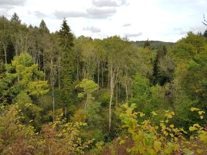 Gloucestershire Wildlife Trust - Chedworth Nature Reserve woodlands