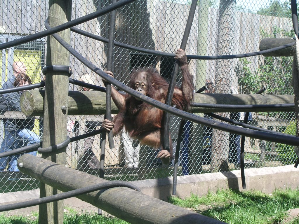 21st birthday at Monkey World - Watching the orang-utans