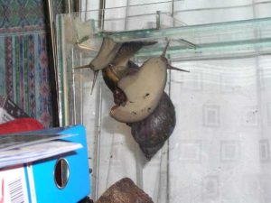 Great African Land Snails