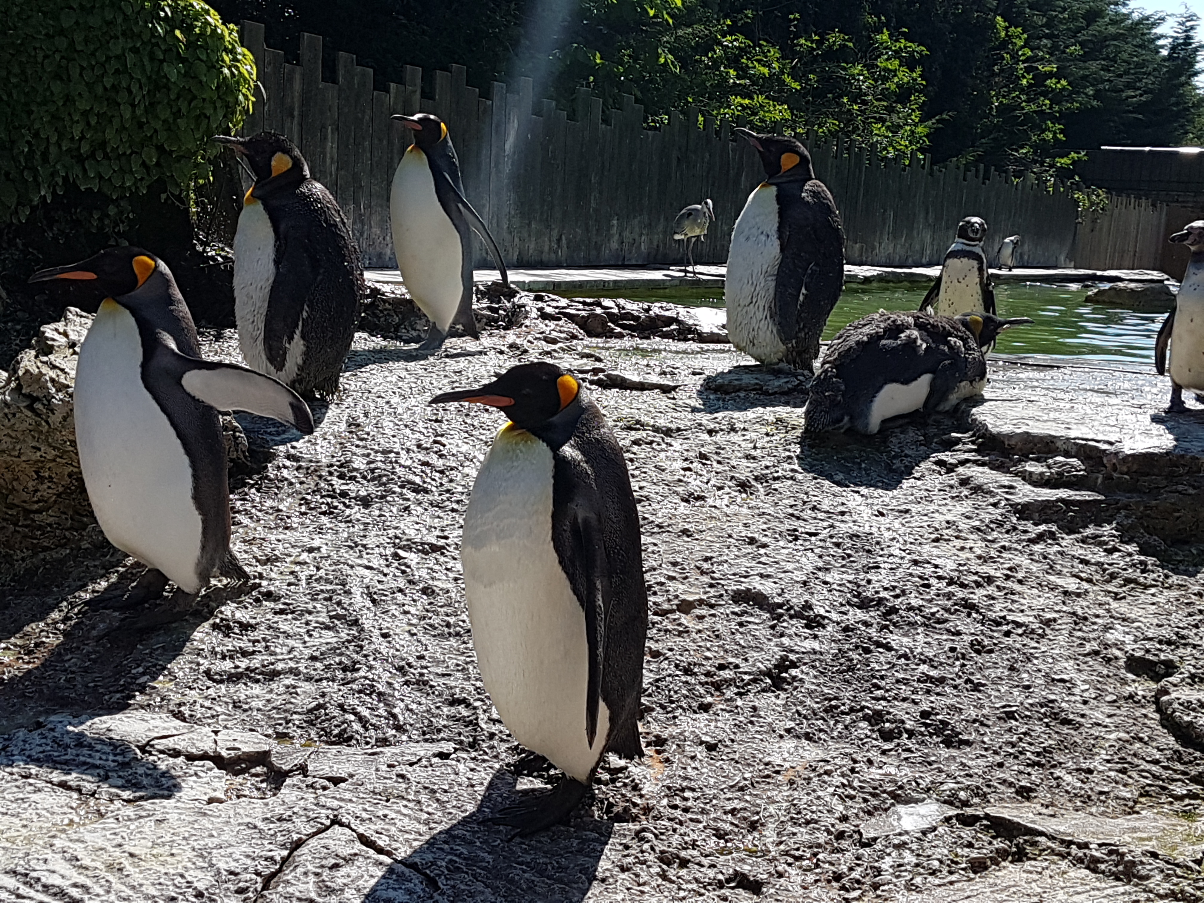 King Penguins : Birdland UK