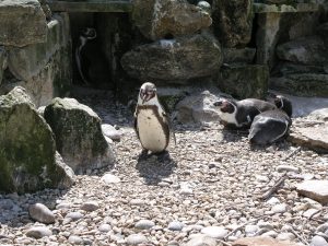 Penguins