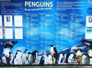 Penguins around the world