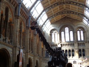 Dippy the dinosuar - Natural History Museum of London