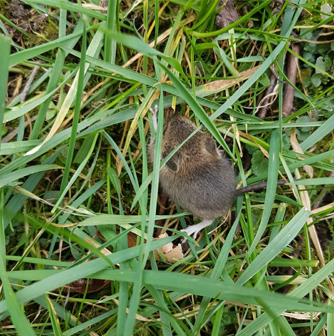 Shrew in grass